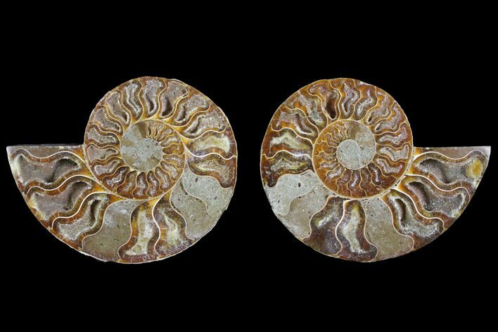 Agatized Ammonite Fossil - Crystal Filled Chambers #145816